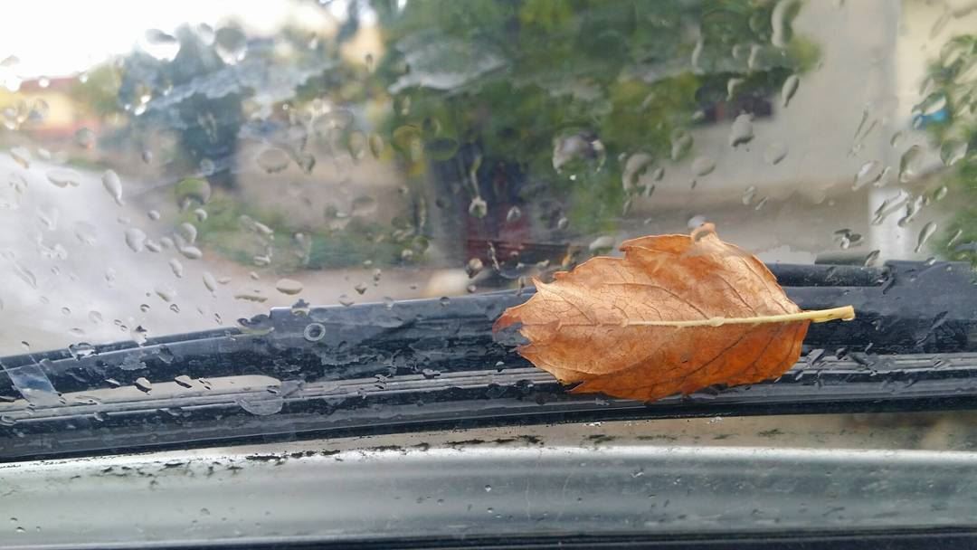 ورقة خريف سقطي قدامو ... autumn  leaf  leaves  nature  rain  lebanon ...