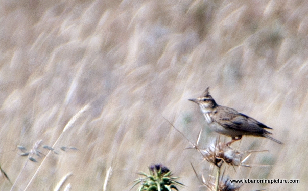 A Small Bird from Yaroun