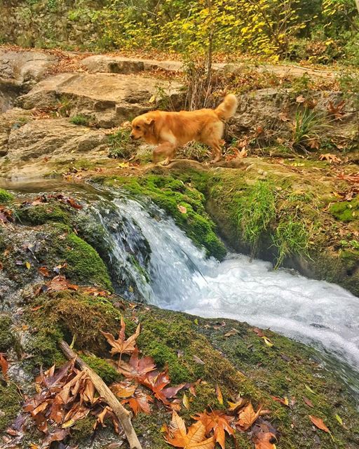🐕