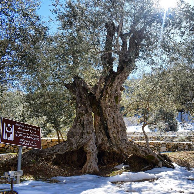 A 6000 Years Old Tree 🌳 (Bchaalé, Liban-Nord, Lebanon)