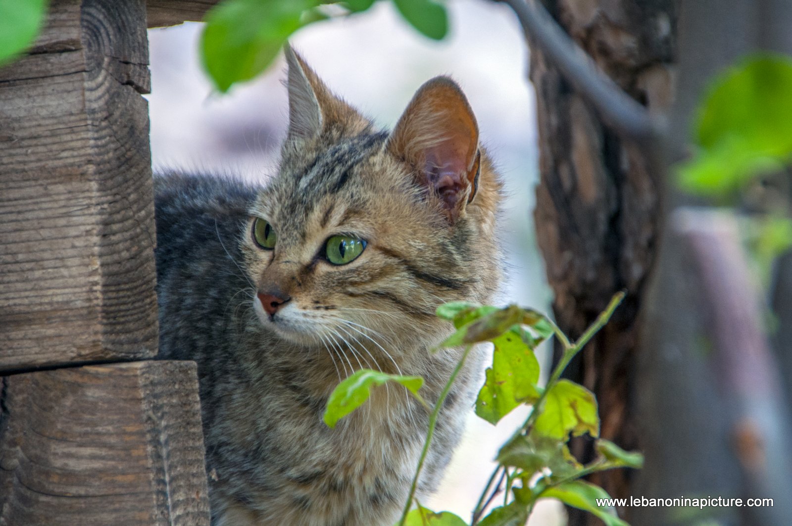 A Beautiful Cat (Qannoubine Monastery, Wadi Qannoubine, North Lebanon)