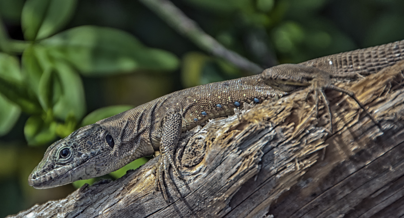 A Cute Little Lizard