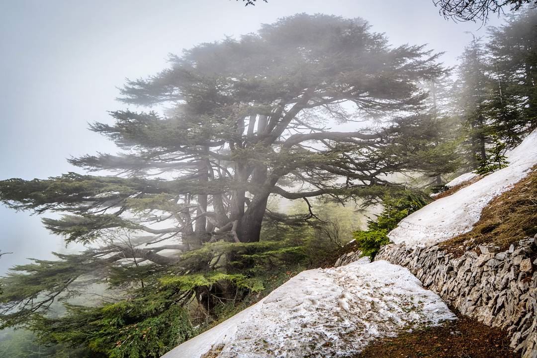 .A foggy day | the cedars of barouk Lebanon 19-3-2017 | Divine Beauty➖➖➖➖ (Arz el Bâroûk)