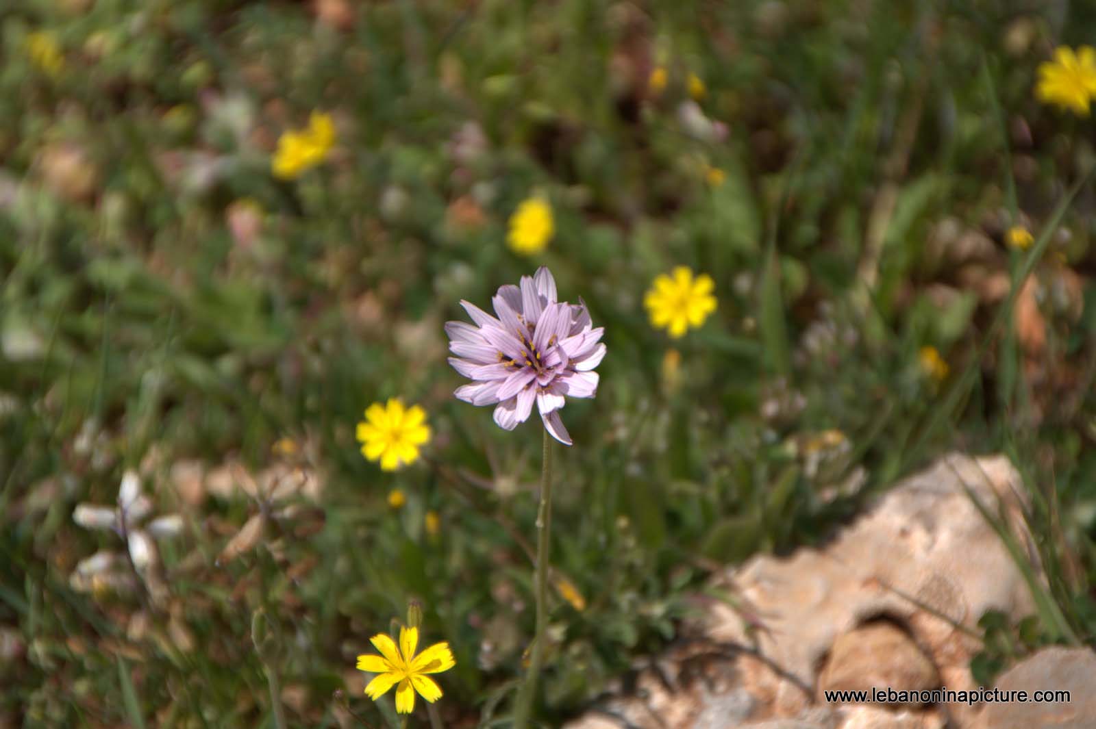 A Hike in kfarmishki Bekaa with Promax (kfarmishki, Bekaa)