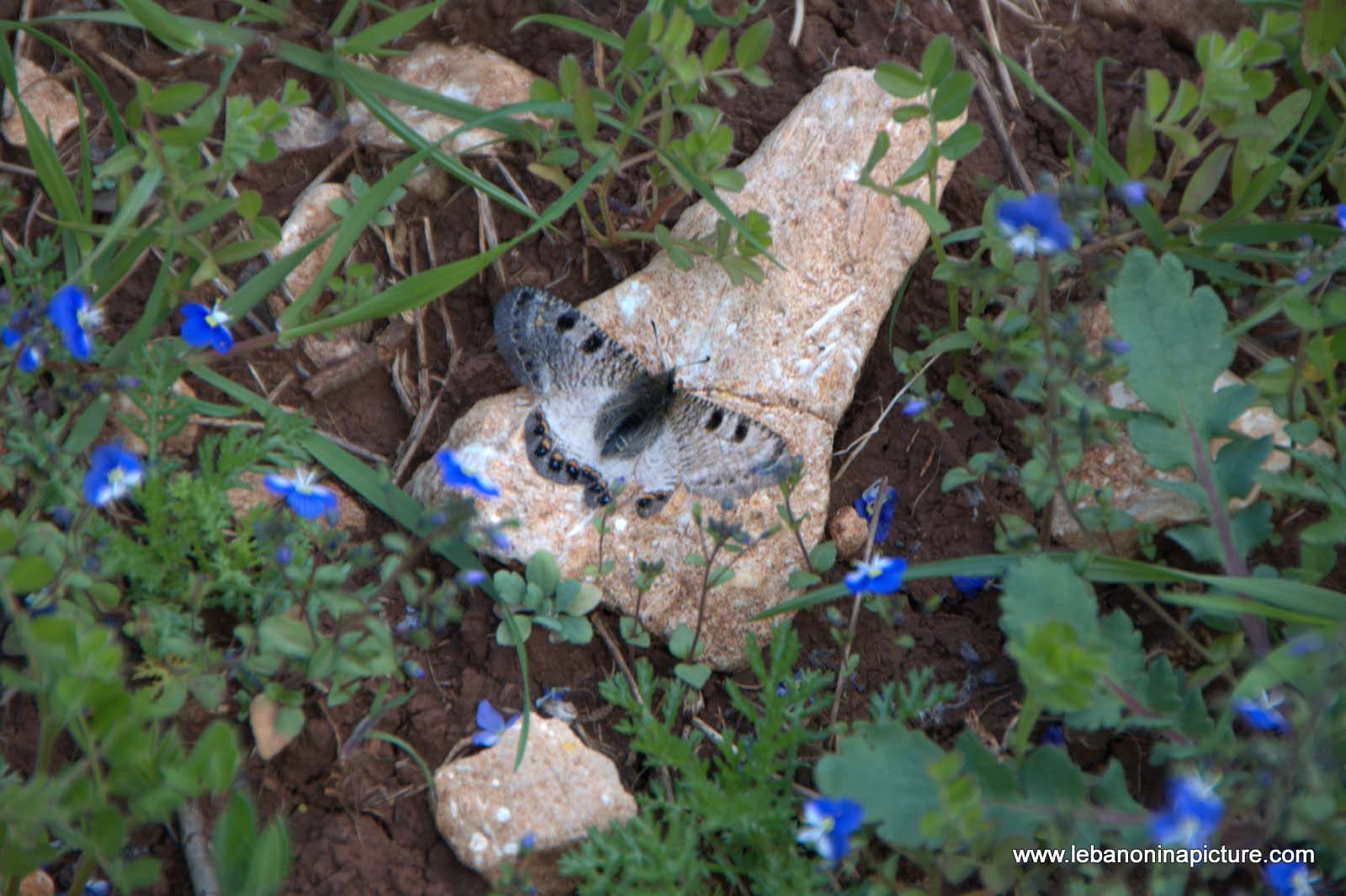 A Hike in kfarmishki Bekaa with Promax (kfarmishki, Bekaa)