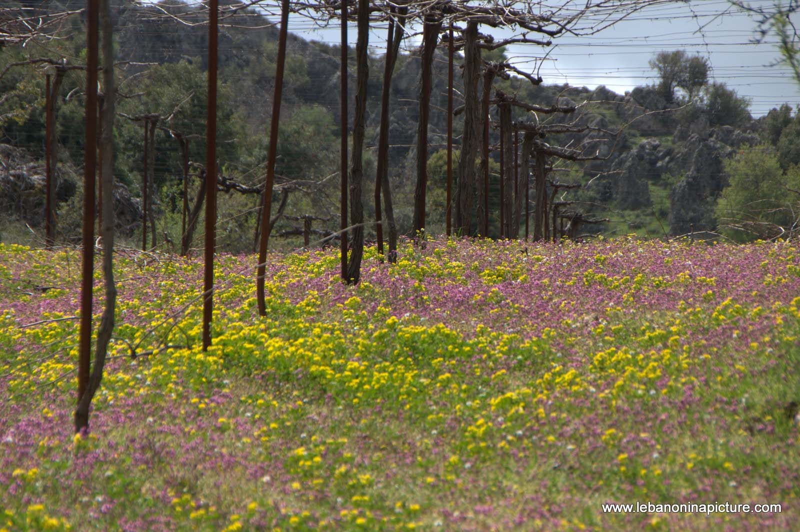 A Hike in kfarmishki Bekaa with Promax (kfarmishki, Bekaa)