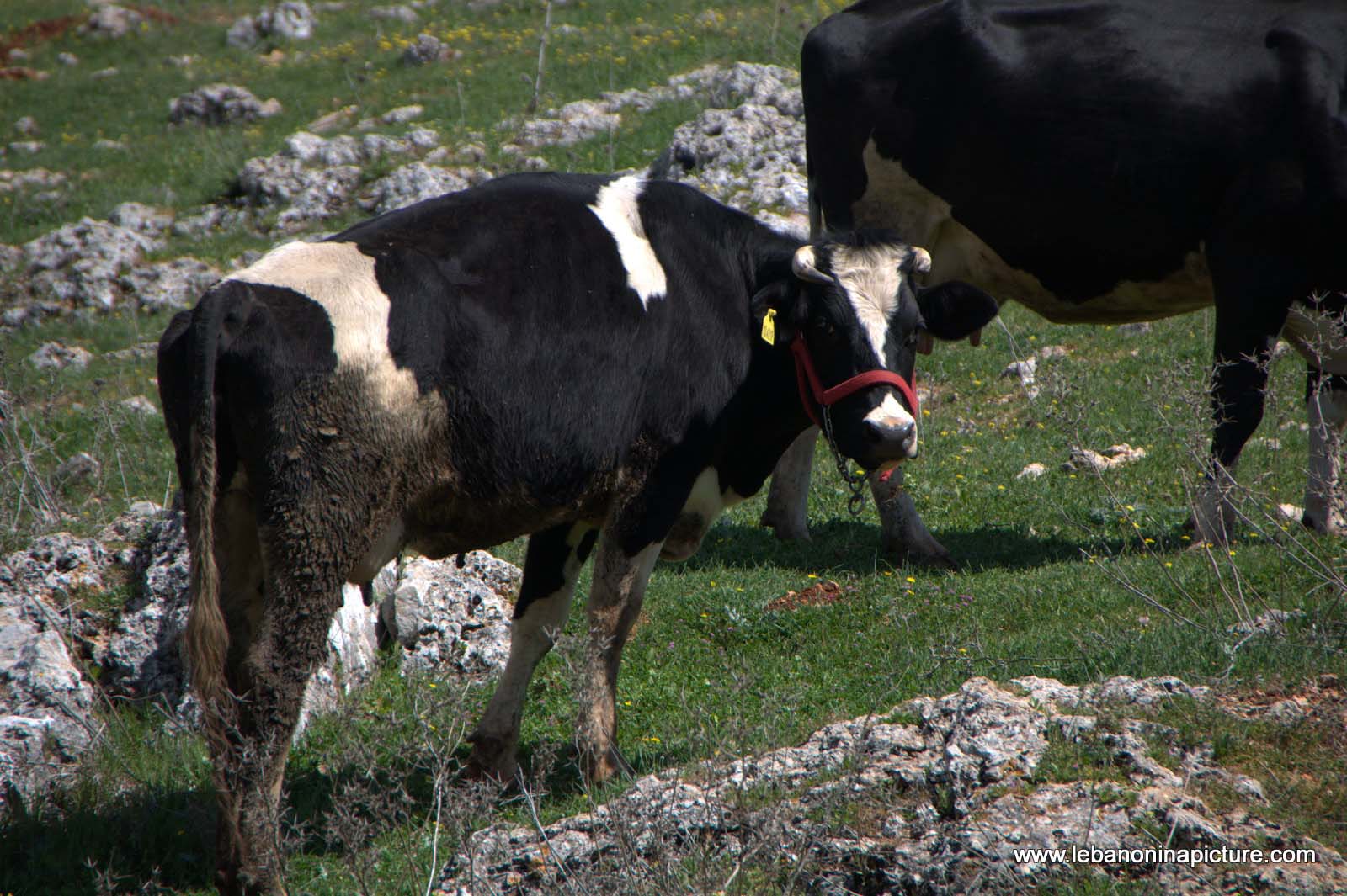 A Hike in kfarmishki Bekaa with Promax (kfarmishki, Bekaa)