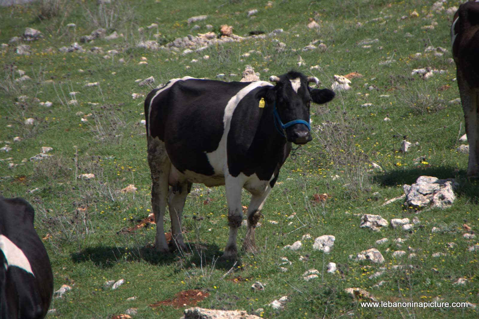 A Hike in kfarmishki Bekaa with Promax (kfarmishki, Bekaa)