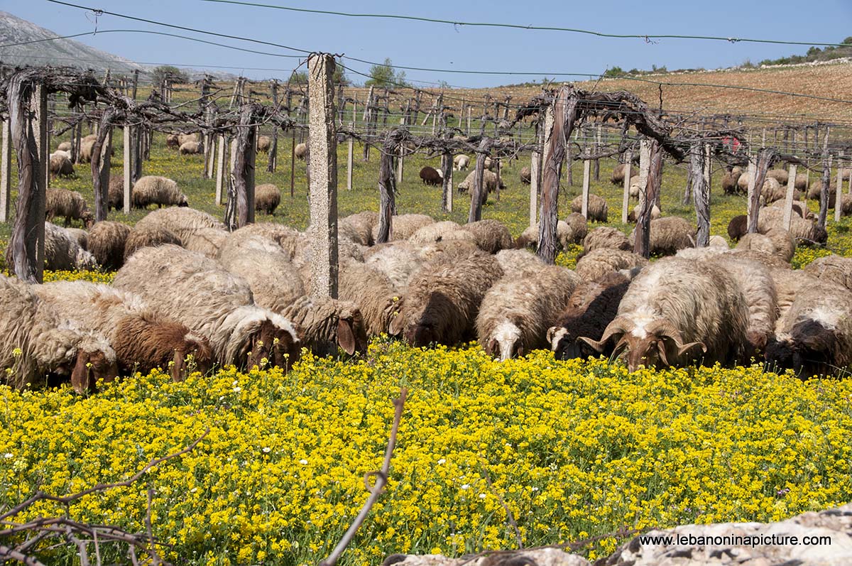 A Hike in kfarmishki Bekaa with Promax (kfarmishki, Bekaa)