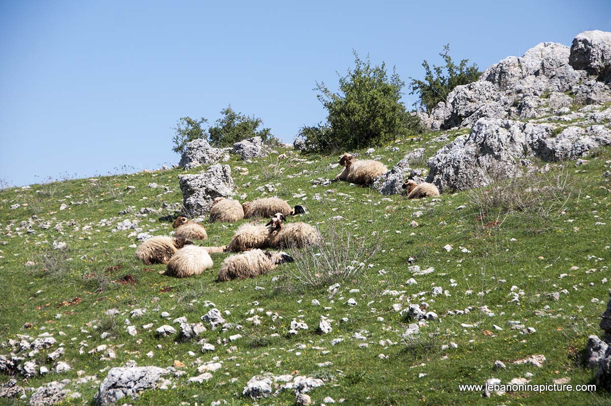 A Hike in kfarmishki Bekaa with Promax (kfarmishki, Bekaa)