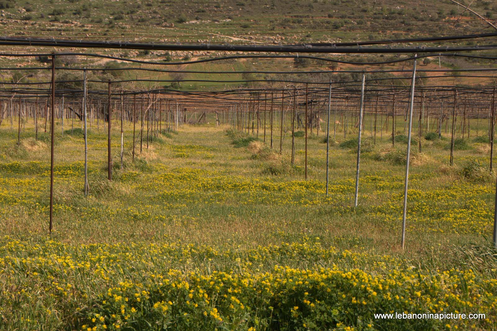 A Hike in kfarmishki Bekaa with Promax (kfarmishki, Bekaa)