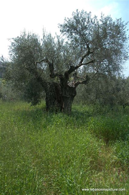 A Hiking in Rahbeh Akkar with Vamos Todos (Rahbeh, Akkar)