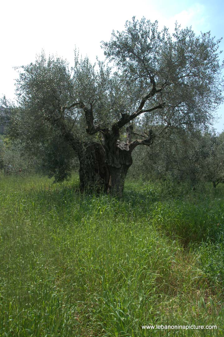 A Hiking in Rahbeh Akkar with Vamos Todos (Rahbeh, Akkar)