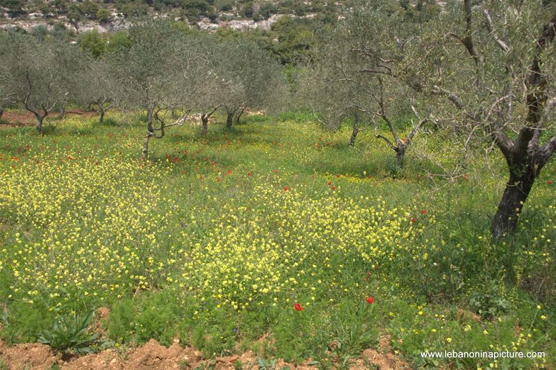 A Hiking in Rahbeh Akkar with Vamos Todos (Rahbeh, Akkar)