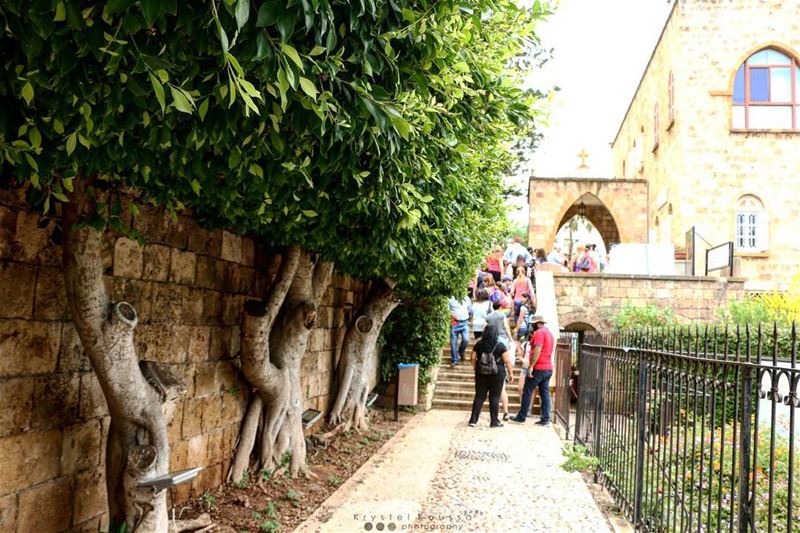 A la queue leu leu... 🌳 (Byblos, Lebanon)