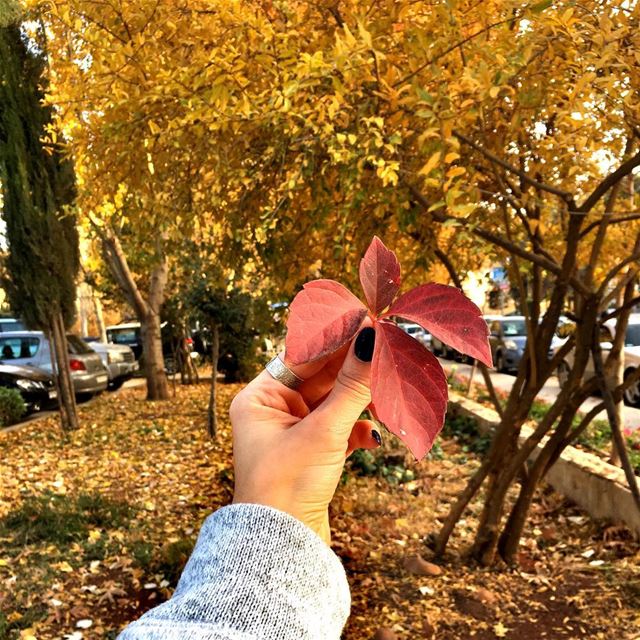 A Leaf Speaks Bliss to me...🍁🍂🍁🍂...
