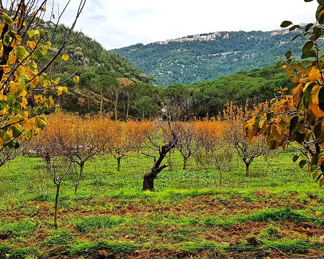 A mix of green and brown  winter  christmastime  season  landscape ... (Mar Chaaya Broumana)