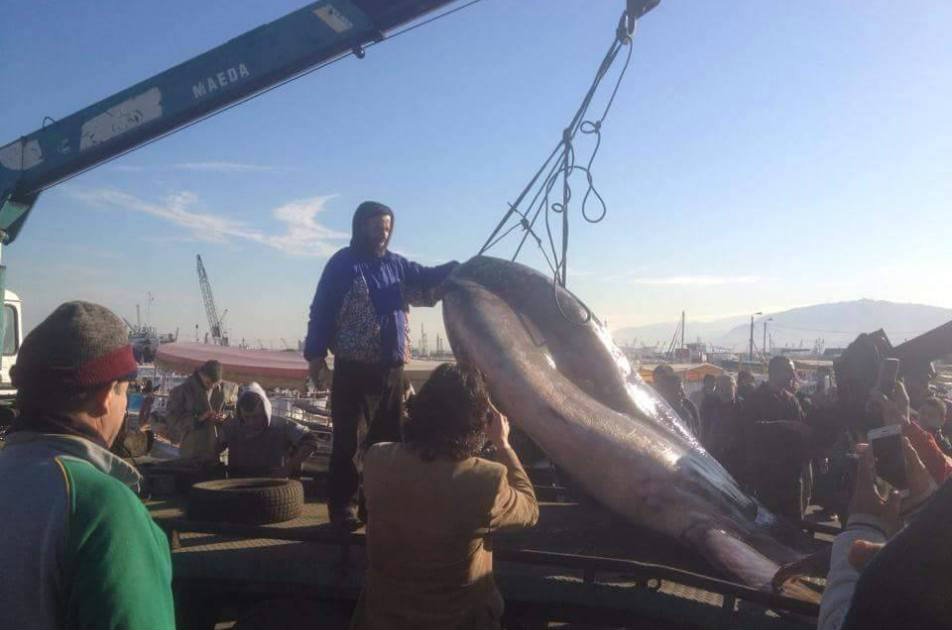 A Mola Mola fish was caught and killed in Tripoli - Her only fault is that she passed near Lebanon...