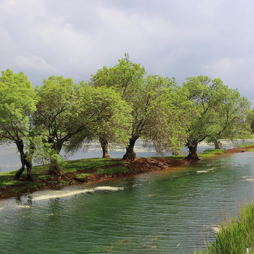 a new fresh day, GOOD MORNING ☀️ ... sunnyday lake nature naturelovers... (`Ammiq, Béqaa, Lebanon)
