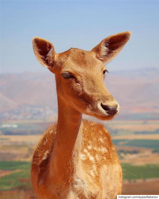 A title-known treasure: the A’ana Nature reserve ⁣A'aana Deer 🦌 Reserve... (Aâna, Béqaa, Lebanon)