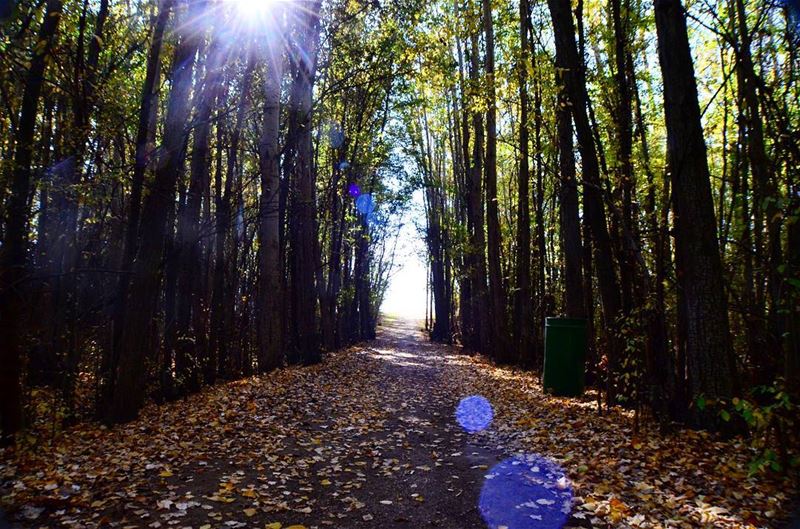 A unique path.🌲🌳 (Deïr Taanâyel, Béqaa, Lebanon)