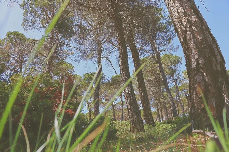 'adopt the pace of nature, her secret is patience...'''' photography ... (Baskinta, Lebanon)