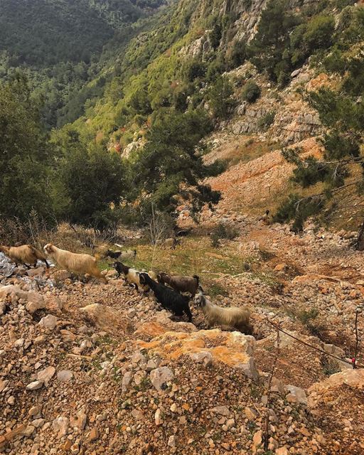 After lunch walk ... (Daroun Harissa)