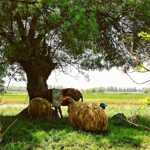 Afternoon chill 😁 (`Ammiq, Béqaa, Lebanon)