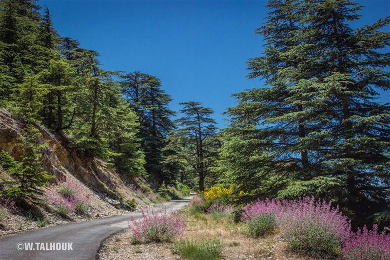 Ain zhalta-Bmahray cedars...  cedars  lebanon  lebanonshots  chouf  nature... (Cedars Ground Campsite)