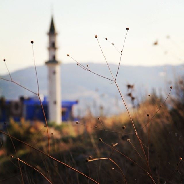  akkar  village  wild  nature  flower  mosque  mountain  summer  north ...