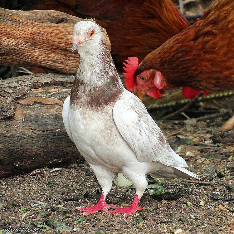 All  men are  enemies. All  animals are  comrades. tannourine  lebanon ... (Tannourine)