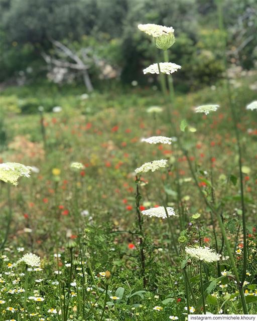 All things seem possible in May. may hope nature naturelovers poppy... (Amchit)