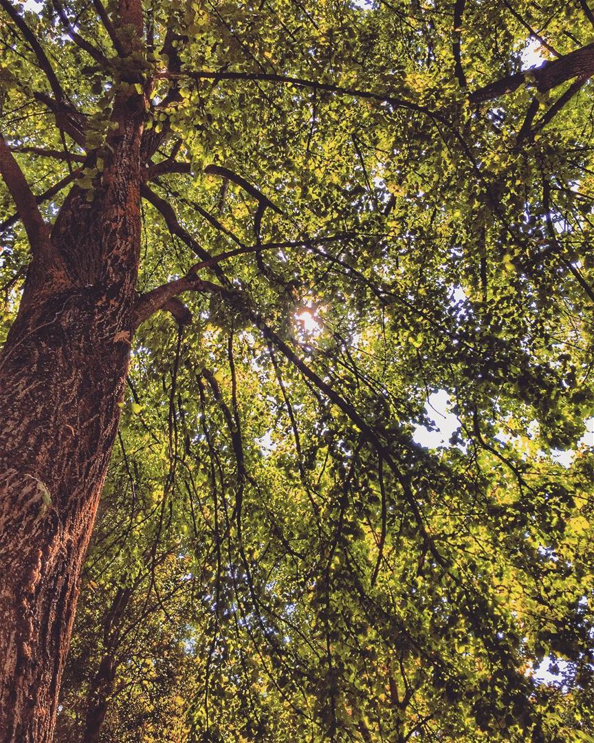 Allow nature’s peace to flow into you as sunshine flows into trees 🌳🌳☀️🌳 (Jesuit Convent Deyr Taanayel - دير سيدة التعزية للآباء اليسوعيين)