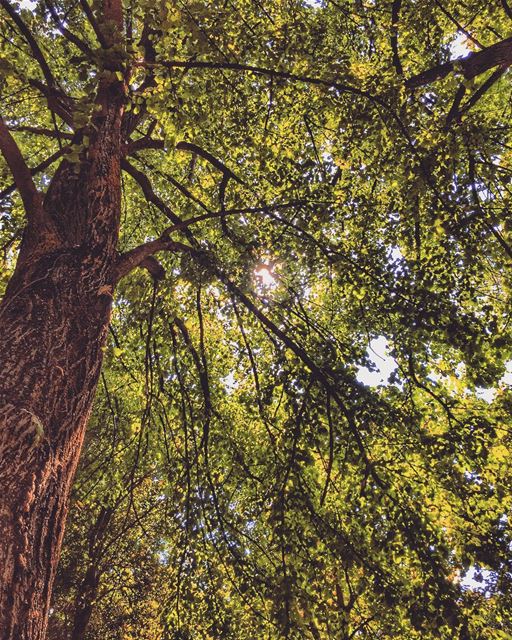 Allow nature’s peace to flow into you as sunshine flows into trees 🌳🌳☀️🌳 (Jesuit Convent Deyr Taanayel - دير سيدة التعزية للآباء اليسوعيين)