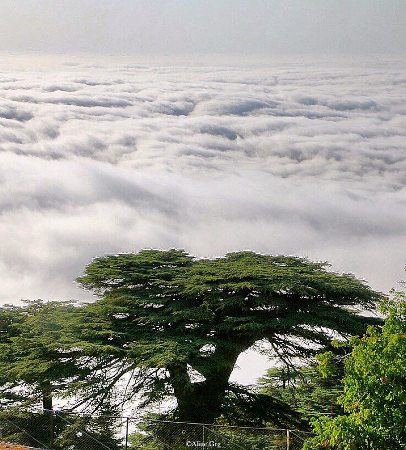 Always Independent 🇱🇧 cedars  tree  forest  independenceday  lebanon ... (Al Shouf Cedar Nature Reserve)