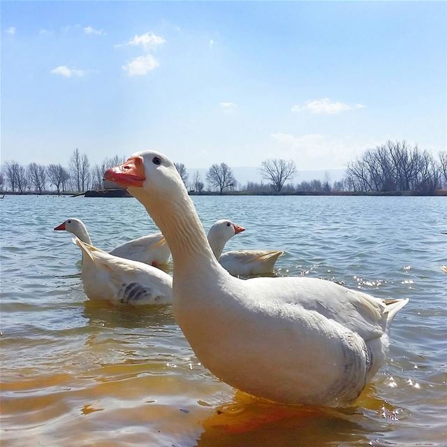 Always remember that you are absolutely unique. Just like everyone else.... (Taanayel Lake)