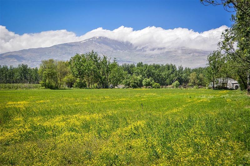 .Amazing Spring nature! Bekaa,Lebanon. Good evening dear IGers and have a... (Deïr Taanâyel, Béqaa, Lebanon)