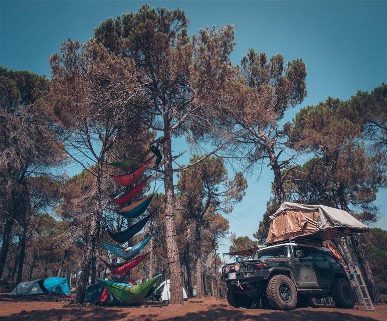 And into the forest I go, to lose my mind and find my soul ... (Baskinta, Lebanon)