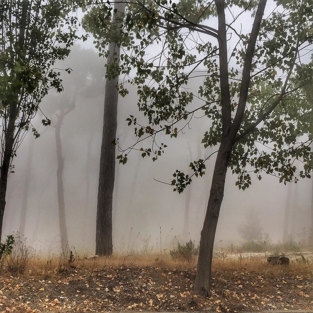 And the weather is like ...  Trees  Shadows  Fog  LiveLoveLebanon ... (Matn District)