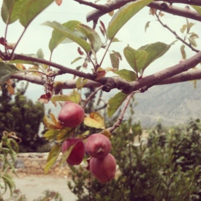 apple apple tree  nature fruit