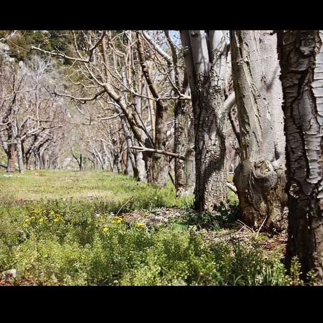  apple  trees  perspective  nature  green  valley  mountain  lebanon ...