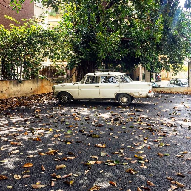 April parked like a lost fool, between fallen leaves and budding trees... (Hazmieh Mar Takla)