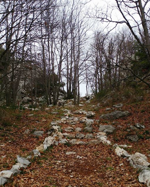 Are we out of the woods yet? 🌲🌲..@jabalmoussa : Discovering Jabal... (Qehmez)