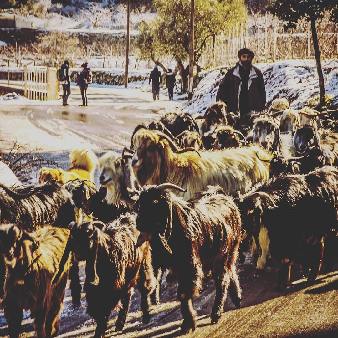 Arsoun__________________________________________... (Arsoûn, Mont-Liban, Lebanon)