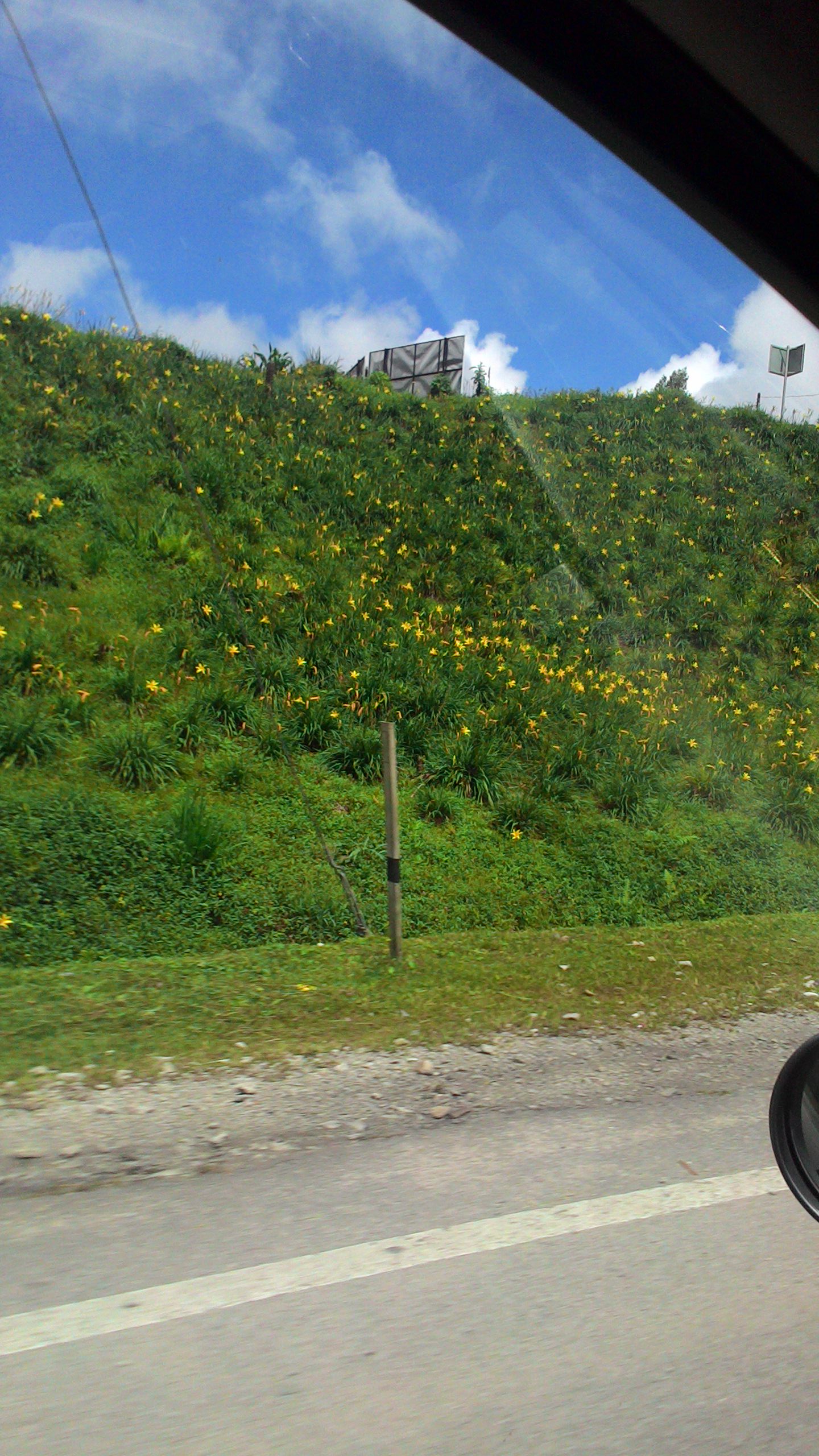 As We Drive By Yellow Lilies Wave & Smile