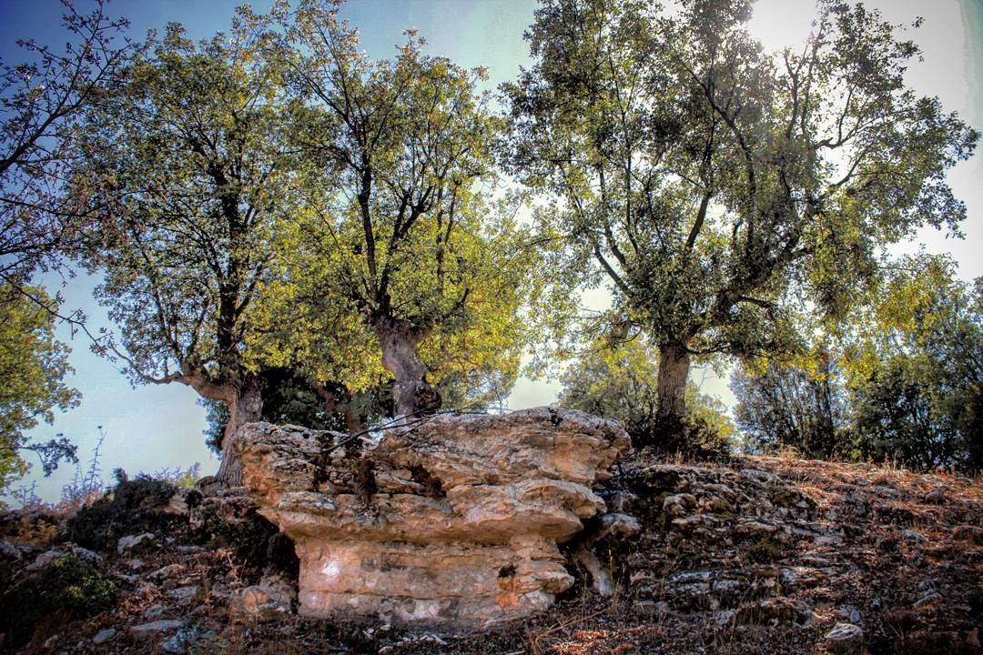 At the edge....but still standing_______________________ nature  edge ...