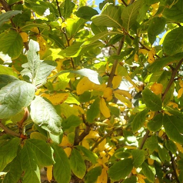 autumn automne yellow  green leafs tree nature