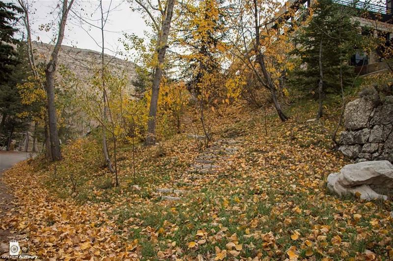  autumn autumn🍁 autumnleaves autumninlebanon ehmej takenbywissamalhoury... (Ehmej, Mont-Liban, Lebanon)