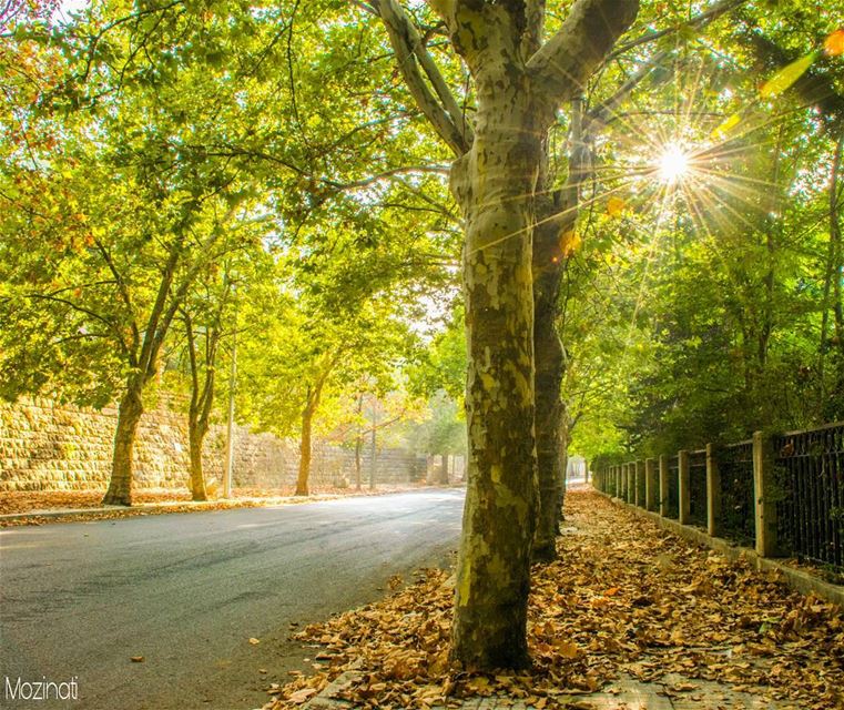  autumn🍁  autumn leaf streetshot streetwear sunrise ig_street... (Sawfar, Mont-Liban, Lebanon)