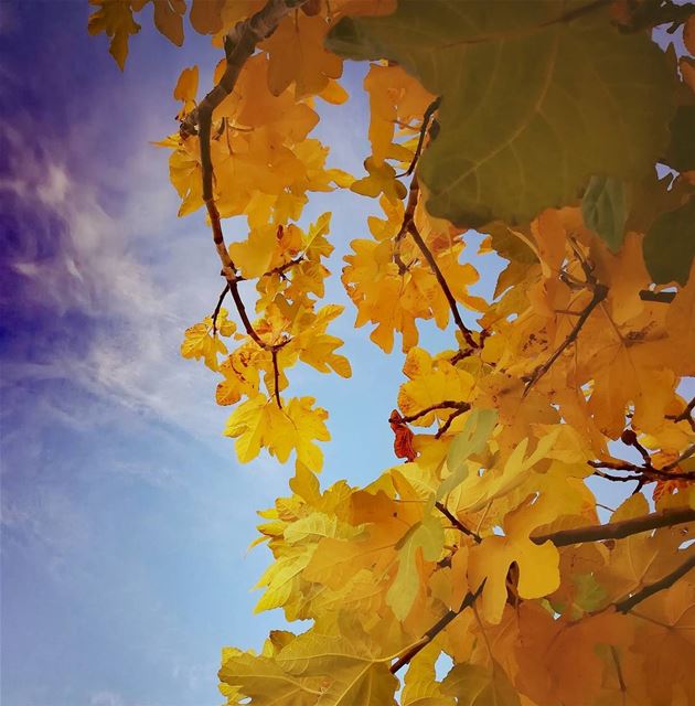  autumn canon photography photographer lebanon livelovelebanon🇱🇧❤️... (Brîtel, Béqaa, Lebanon)